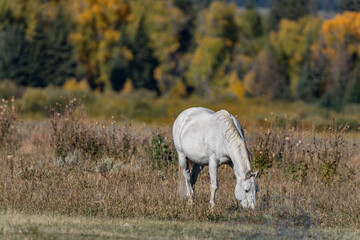 The horse (Equus ferus caballus) is a domesticated, one-toed, hoofed mammal.  Elk Ranch Flats...
