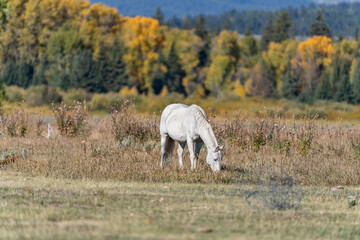 Fototapeta premium The horse (Equus ferus caballus) is a domesticated, one-toed, hoofed mammal. Elk Ranch Flats Turnout, Wyoming. Grand Teton National Park.