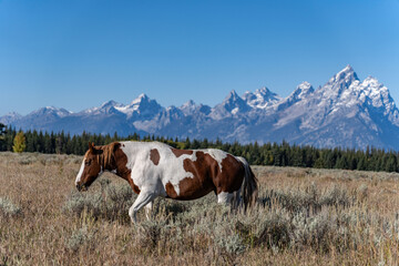 The horse (Equus ferus caballus) is a domesticated, one-toed, hoofed mammal.  Elk Ranch Flats...