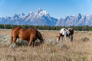 The horse (Equus ferus caballus) is a domesticated, one-toed, hoofed mammal.  Elk Ranch Flats...
