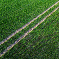 Large lane of a gravel track in a field of green plants 