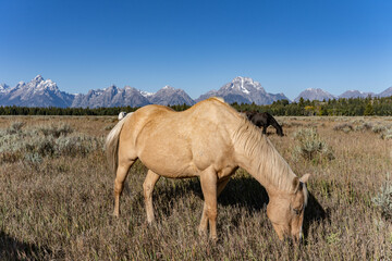 The horse (Equus ferus caballus) is a domesticated, one-toed, hoofed mammal.  Elk Ranch Flats...