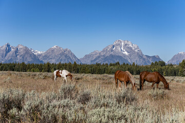 The horse (Equus ferus caballus) is a domesticated, one-toed, hoofed mammal.  Elk Ranch Flats...