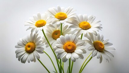 Isolated White Daisies on Pure White Background - High-Resolution Stock Photo