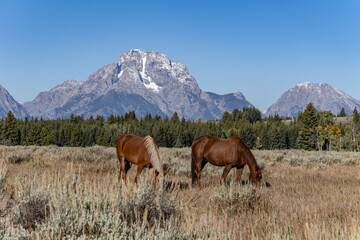 The horse (Equus ferus caballus) is a domesticated, one-toed, hoofed mammal.  Elk Ranch Flats Turnout, Wyoming. Grand Teton National Park.