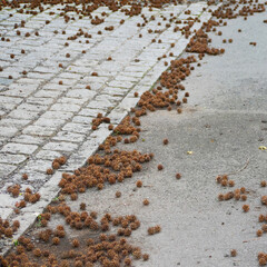 fruits lokking like Fluffy hailstones scattered on the ground of a public road in a city