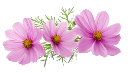 a beautiful arrangement of three pink cosmos flowers with delicate petals and yellow centers complemented by green foliage. nature's beauty and can be used for decoration or design purposes