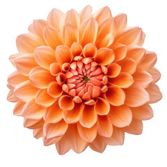 a vibrant and detailed illustration of a dahlia flower in shades of peach and orange showcasing its intricate petal arrangement and natural beauty ideal for design decoration or botanical studies
