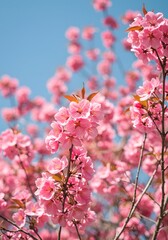 Pink blossoms dance under the golden rays of springtime sunshine
