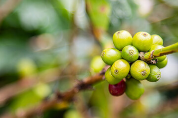 Close up of an unripe green bunch of coffee cherries on a coffee plant branch