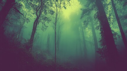 Obraz premium Mystical fog-shrouded forest (1)
