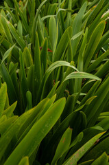 Obraz premium Close-up of Blue Lily leaves with detailed textures and vibrant green colors, reflecting the beauty of foliage and the charm of greenery.