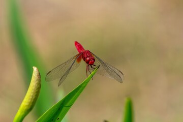 炎天下にのんびりくつろぐショウジョウトンボ
