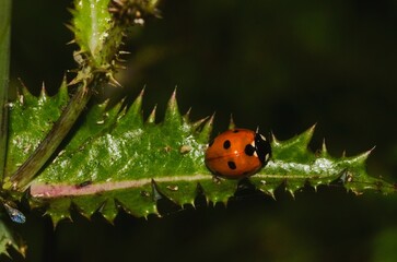 ladybug on a leaf