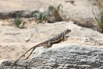 Small lizard sunning on a rock
