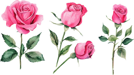 Botanical Watercolor Pink Rose