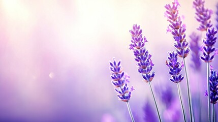 Obraz premium A macro shot of numerous blooms, with sharp flower focus and a hazy backdrop