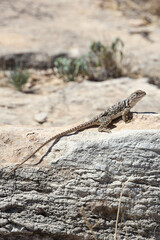 Small lizard sunning on a rock
