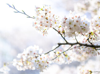 春の日差しで透き通る桜