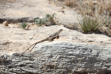 Small lizard sunning on a rock
