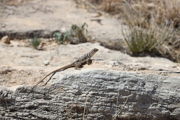 Small lizard sunning on a rock
