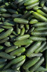A large number of green cucumbers on the counter