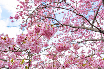 静岡県賀茂郡南伊豆町　青野川沿いの河津桜