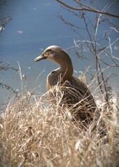 Mallard sitting in the vegetation at water