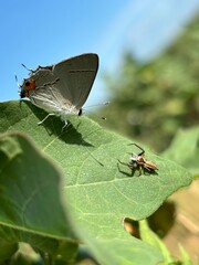 Butterfly and spider on leaf
