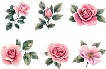Naklejka premium Modern Watercolor Pink Rose