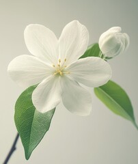Elegant white flower with delicate petals and green leaves showcasing nature's beauty and tranquility against a soft gradient background