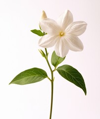 Fototapeta premium Elegant White Flower with Green Leaves on a Simple Background Emphasizing Natural Beauty and Delicate Petals for Floral Designs