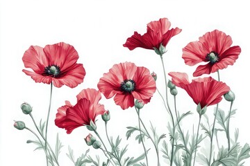 red poppies isolated on white