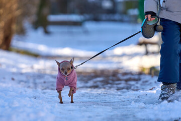 A little boy walking with a little dog on a leash