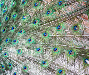 Fototapeta premium peacock feathers for background