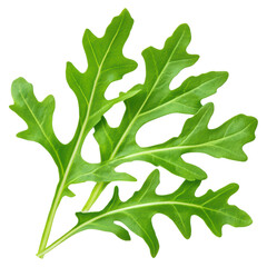 Fototapeta premium Fresh Arugula Leaves With Peppery Flavor Isolated On White Background, isolated on transparent background.