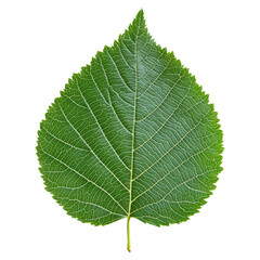 Intricate Birch Leaf with Serrated Edges Highlighting Nature's Detailed Design, isolated on transparent background.