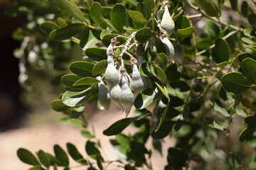 Fruit pods on a plant