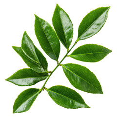 Fototapeta premium Fresh Curry Leaves on a White Background for Culinary or Herbal Use in Indian Cooking, isolated on transparent background.