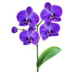 Fototapeta premium Elegant Purple Orchid Floral Design for Decoration and Artistic Uses, isolated on transparent background.