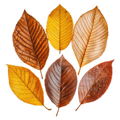 Obraz premium Beautifully Dried Autumn Leaves with Rich Textures and Warm Natural Colors, isolated on transparent background.