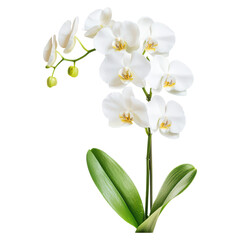 Elegant Minimalist Composition of White Orchid with Green Leaves for Botanical Aesthetics, isolated on transparent background.