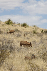 Naklejka premium Barbary sheep herd in the wild