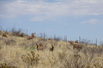 Barbary sheep herd in the wild