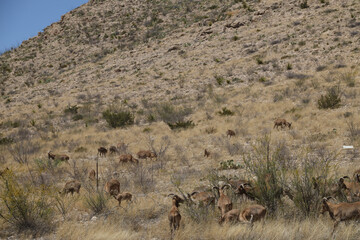 Barbary sheep herd in the wild