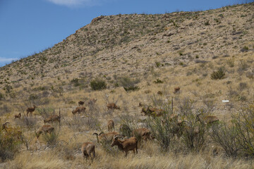 Barbary sheep herd in the wild