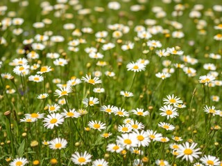 Fototapeta premium Beautiful white daisy flowers basking in the sunlight on a clear summer day, fragrant, blossoms