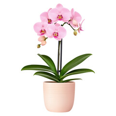 Elegant Orchid Plant in Decorative Pot for Stylish Home and Office Decor, isolated on transparent background.