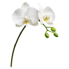 Obraz premium Elegant Orchid with Graceful Drooping Petals and Delicate Green Buds in Soft Lighting, isolated on transparent background.