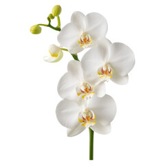 Elegant Phalaenopsis Orchid Floral Composition with Delicate White Petals and Green Accents, isolated on transparent background.